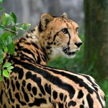 King Cheetah