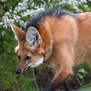 Maned Wolf