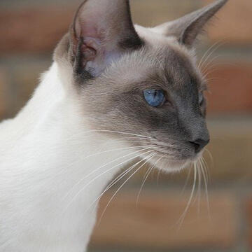 Siamese